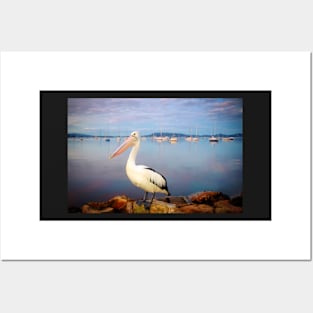 Pelican portrait Posters and Art